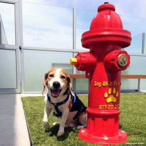 Canine friendly condos and apartments are a trend