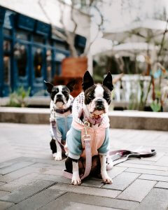 Dog runs and pet spas in pet friendly condos